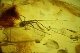 Detailed Fossil Daddy Long-leg and Ant in Baltic Amber #166201-2